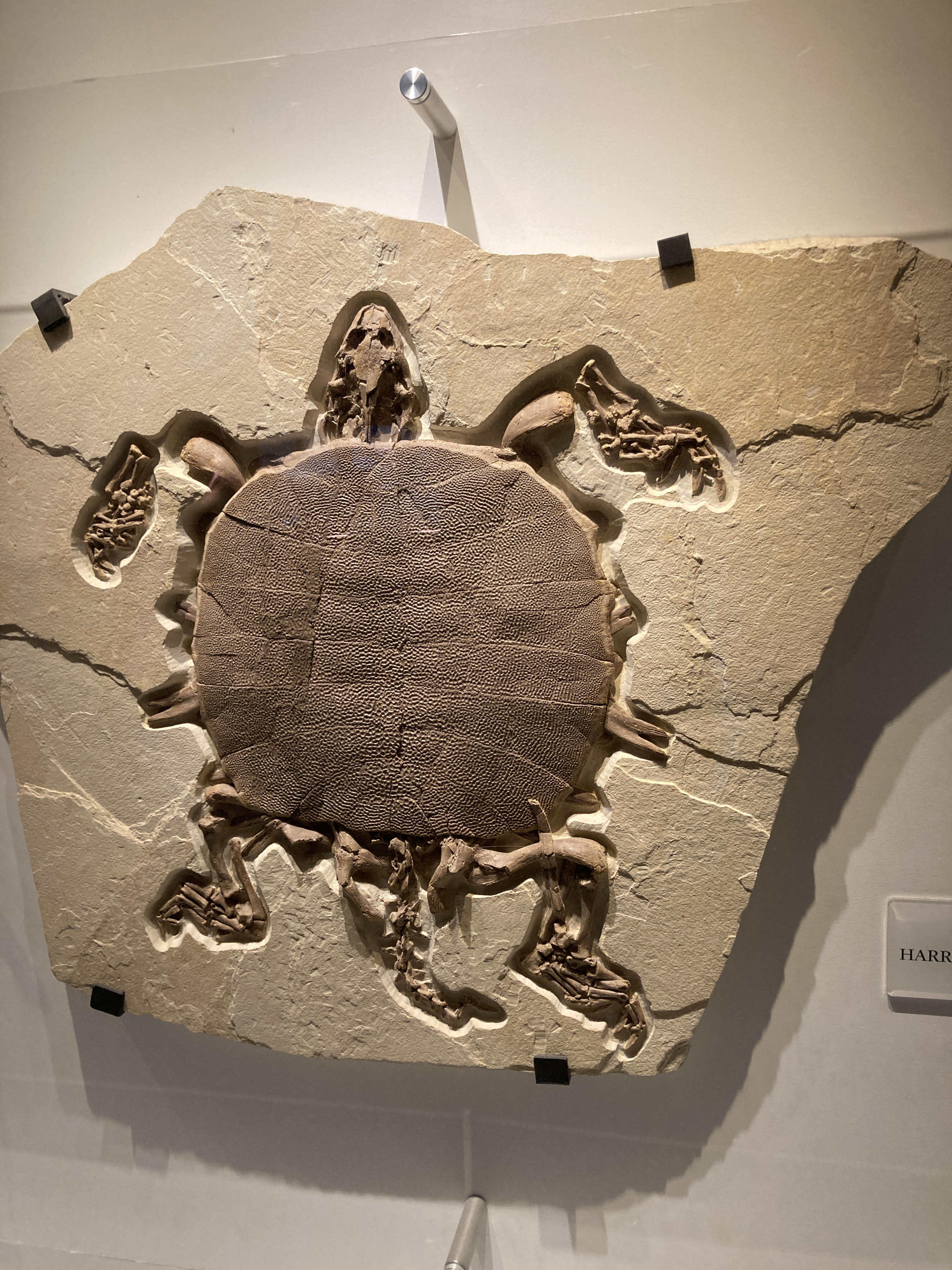 fossilized turtle